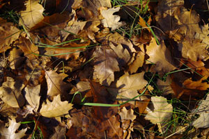 Тест камеры Pentax K-1. Съемка осенних листьев